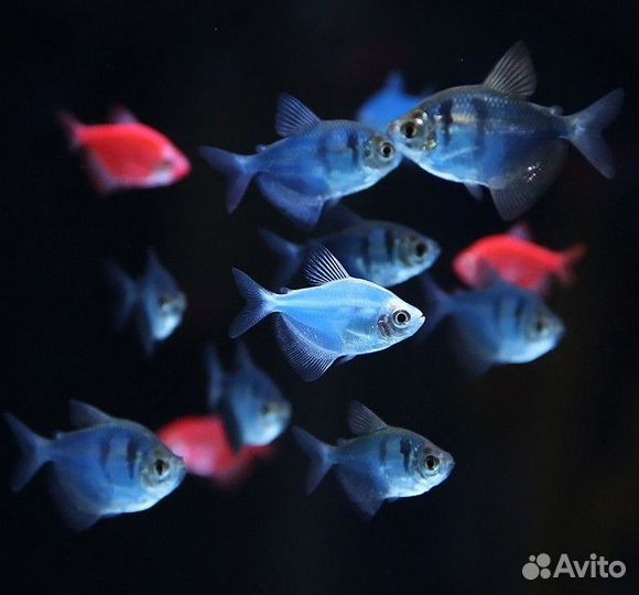 Тернеция Гло Фиш