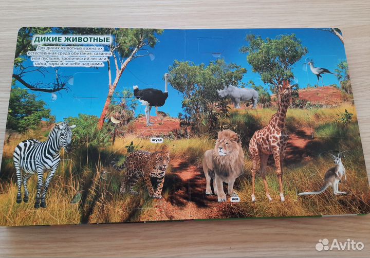 Детская книга с окошками