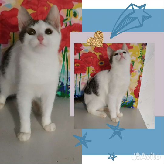 Котенок в добрые руки