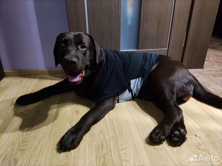 Кобель лабрадора вязка