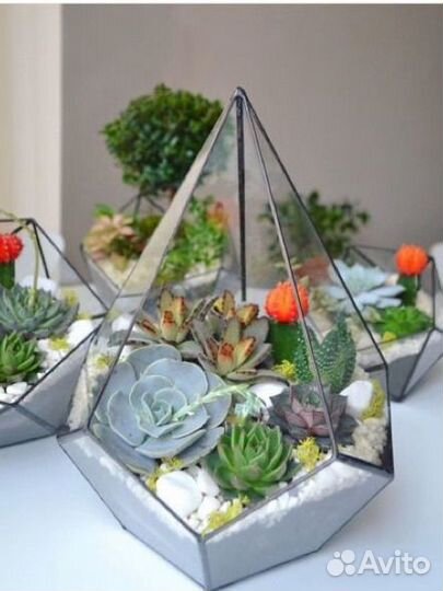 Капля с суккулентами