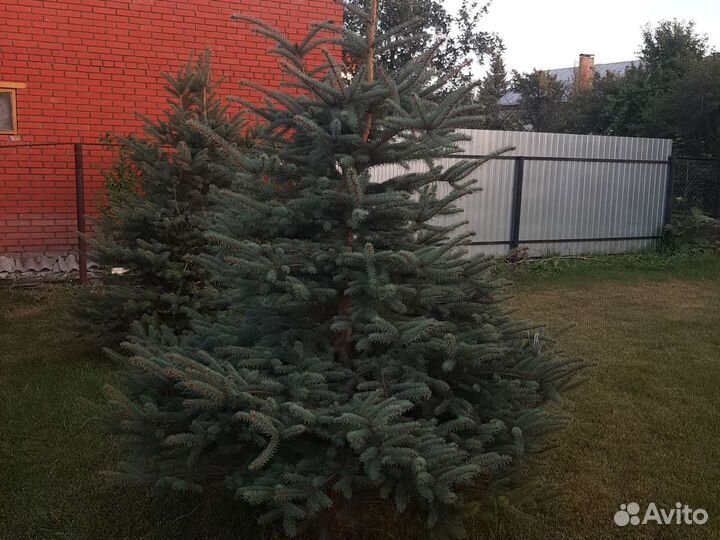 Ель голубая
