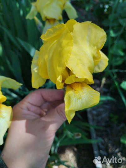 Ирисы крупные