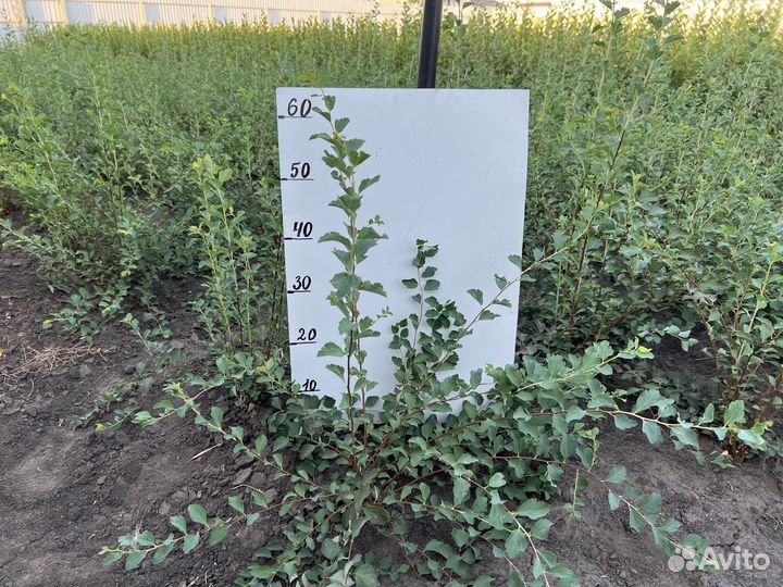 Спирея Вангутта саженцы