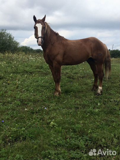 Лошадь жеребец