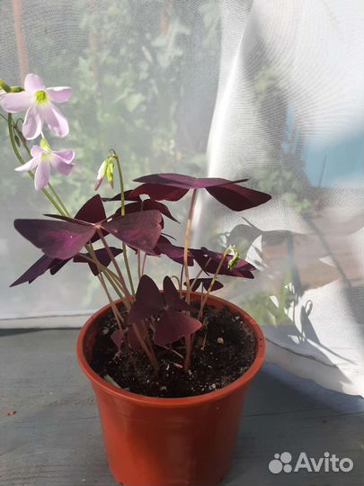 Комнатные цветы кислица