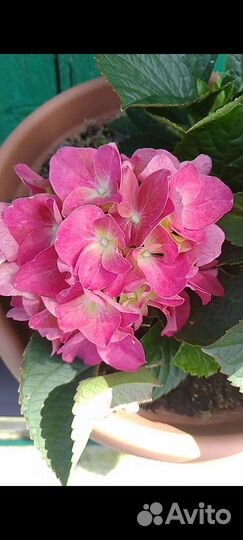 Саженцы гортензии форевер энд эвер ред