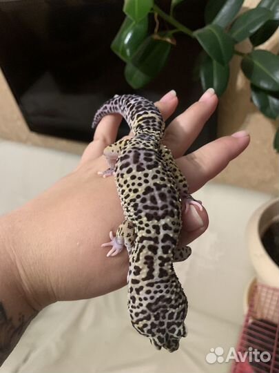 Эублефар самец