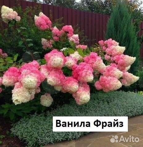 Гортензия метельчатая