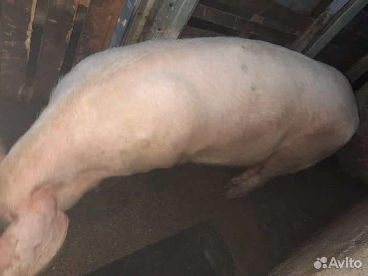 Бык и телки