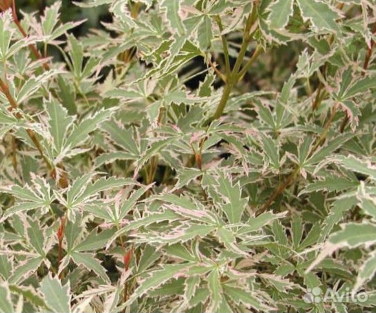 Клен Баттерфляй