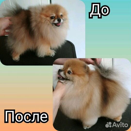 Стрижка собак