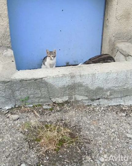 Котята в опасности