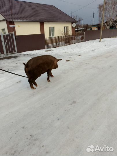 Кабан на племя