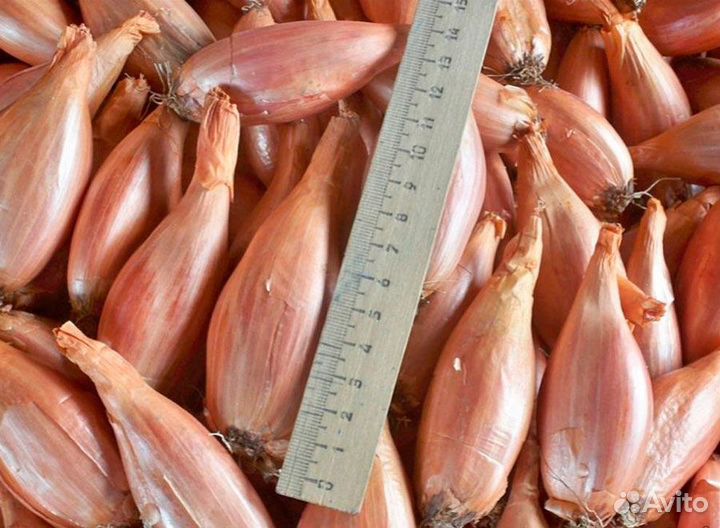 Лук Шалот
