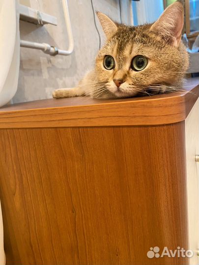Кошечка британская шиншилла