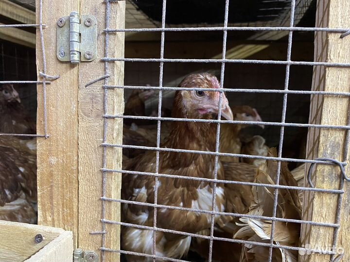 Куры молодка