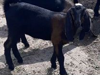 Англо-нубийские козы и козлики