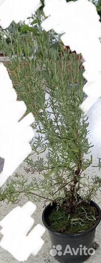 Саженцы лаванды в горшках