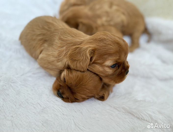 Кокер спаниель