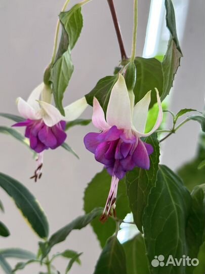 Цветы комнатные растения домашние