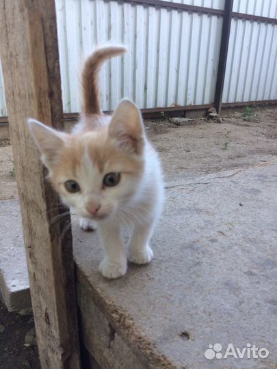 Котята в добрые руки мальчики, девочки