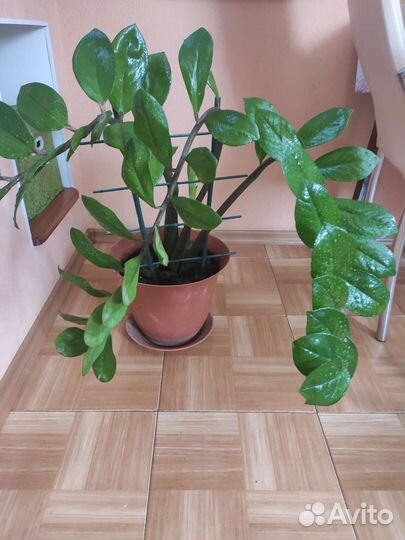 Замиокулькас