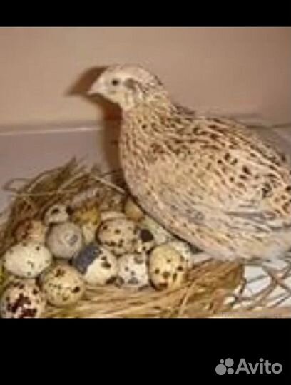 Перепела и яйцо инкубационное