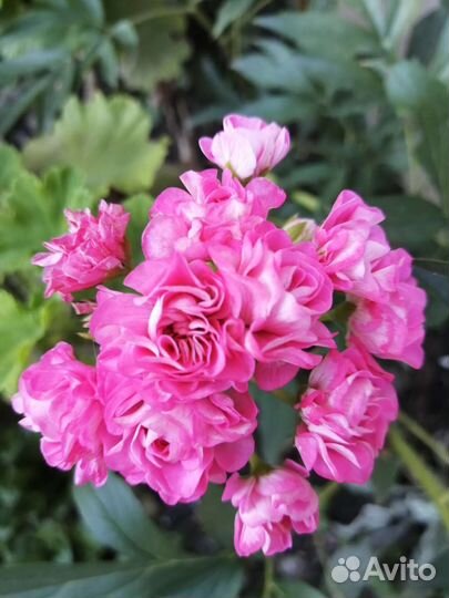 Пеларгония герань