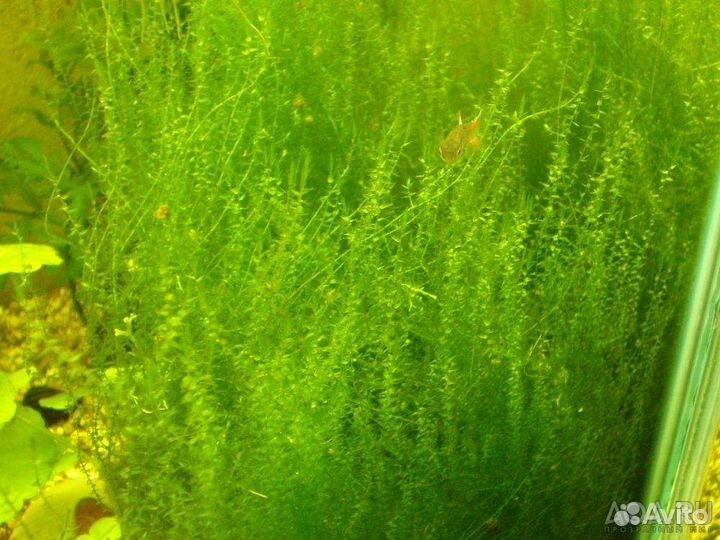 Аквариумные растения