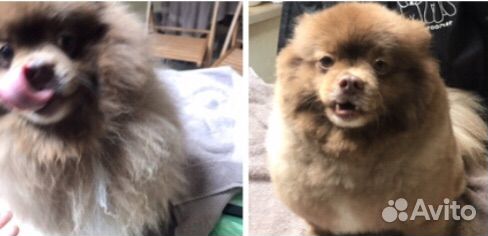 Стрижка, тримминг собак с выездом, либо у меня