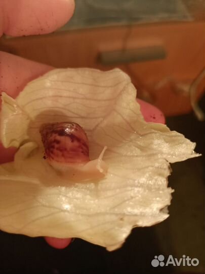 Улитки ахатины Фулика Альбино Боди