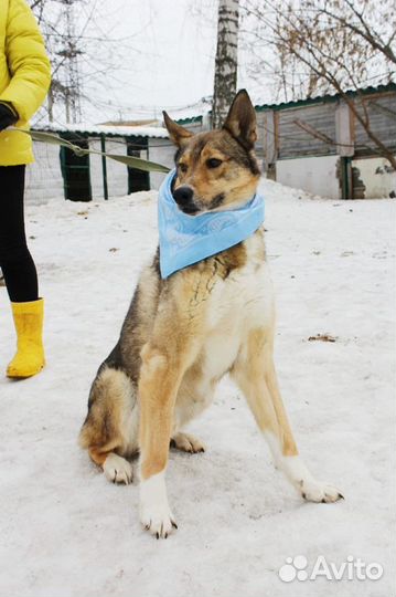 Мечтаю стать вам верным другом