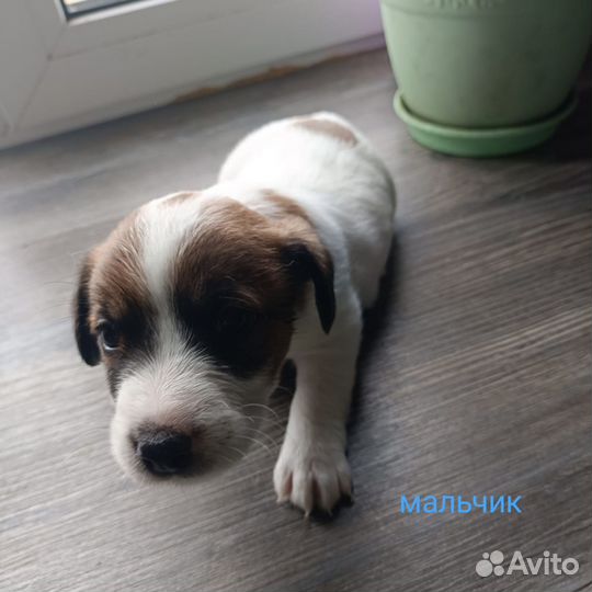 Щенки джек Рассел терьер