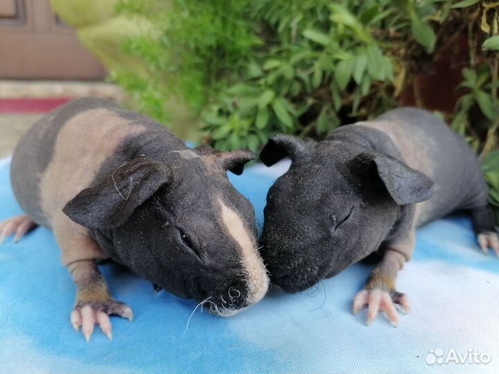 Морские свинки скинни