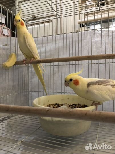 Попугай корелла ручной