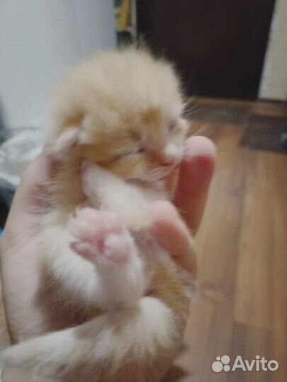 Котята в добрые руки 1 месяц