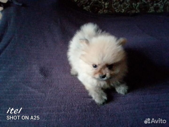 Щенки шпица