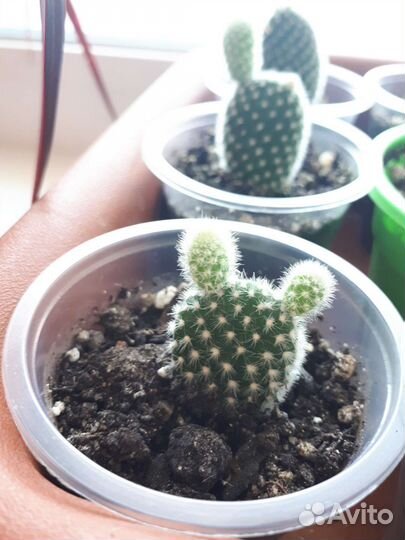 Кактусы опунция и мамилярия