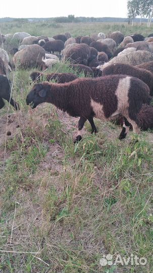Овцы,бараны,ягнята