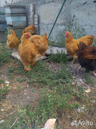 Куры и петушки породы орпинктон и кохинхин