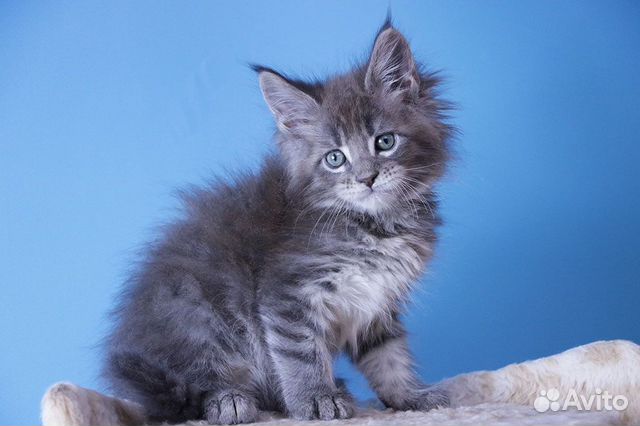 Мейн-кун котенок голубой мрамор