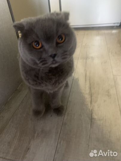 Отдам в хорошие руки