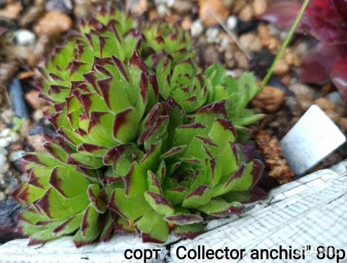 Молодило (каменная роза), горноколосник ч. 3