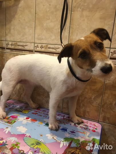 Стрижка собак