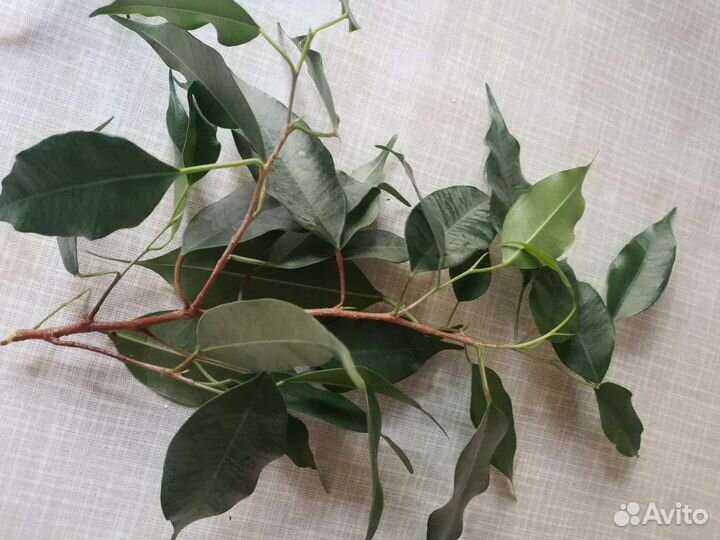 Фикус бенджамина