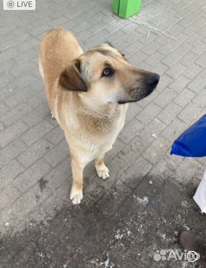 Собака в добрые руки