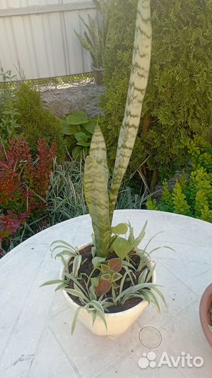 Цветочная композиция