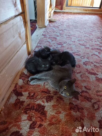 Котята в добрые руки