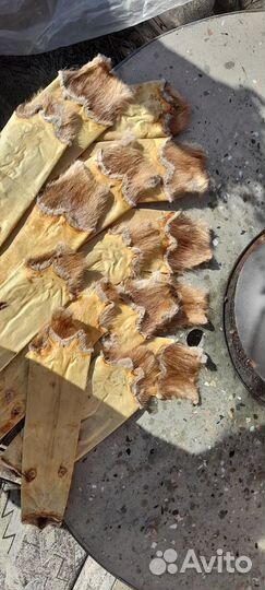 Шкурки ондатры